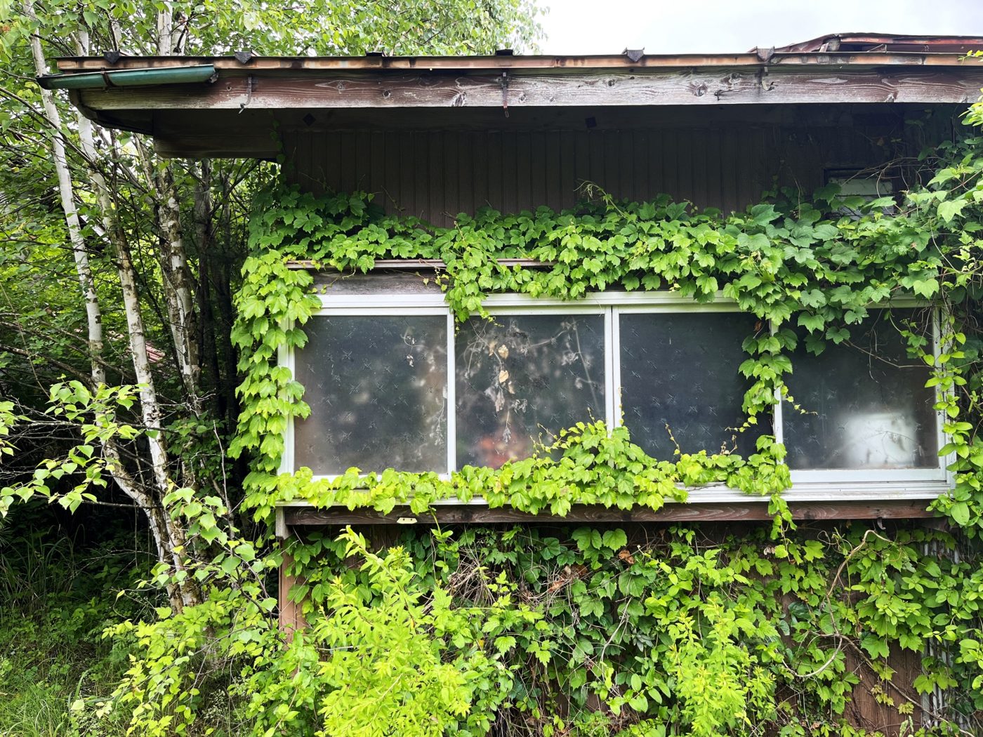 窓までつたに覆われた平屋の空き家